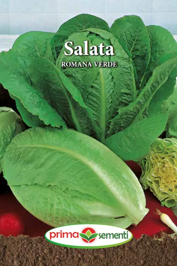 Seminte salata - Salata Romana Verde 3g – Frunze Crocante, Gust Fresh, Creste Rapid