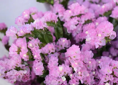 Saraturica Roz – Covor Floral Delicat [2]