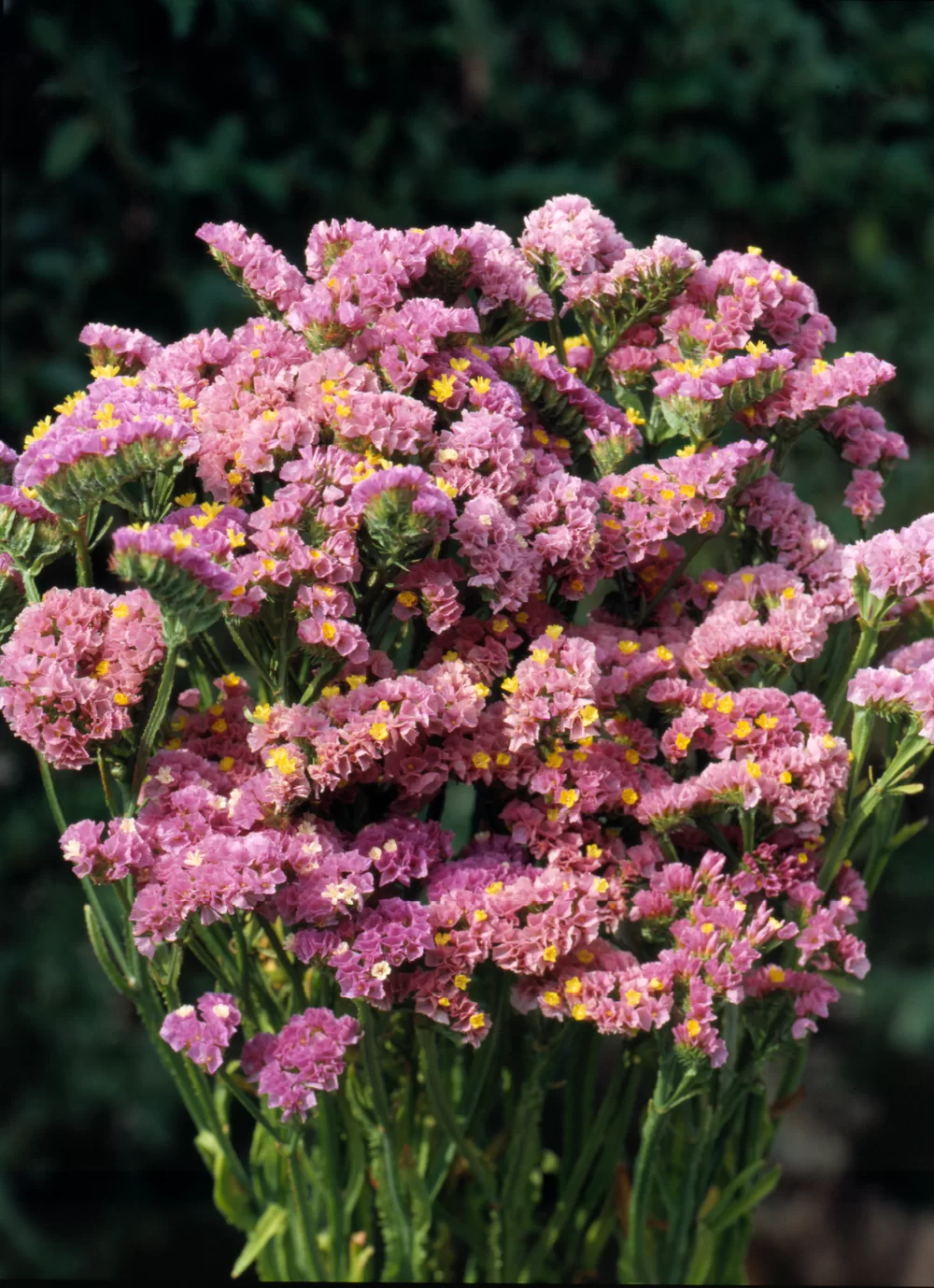 Saraturica Roz – Covor Floral Delicat [1]