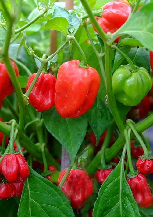 Seminte Ardei Chilli Habanero Rosu, Pachet 20 Seminte, Iuteala Extrema, Kertimag [1]