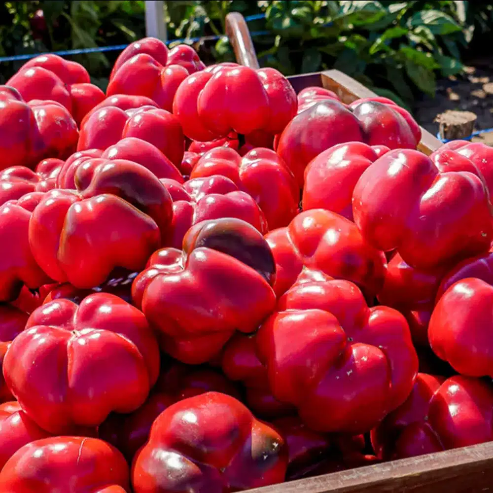 Seminte Ardei Creola tip Pritamin, Plic 0.5 g, Kertimag, Soi Productiv cu Pulpa Groasa [1]