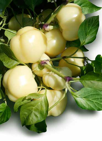 Seminte Ardei Gras Zsofia F1, Pachet 20 Seminte, Hibrid Productiv Tip Blocky, Kertimag [2]