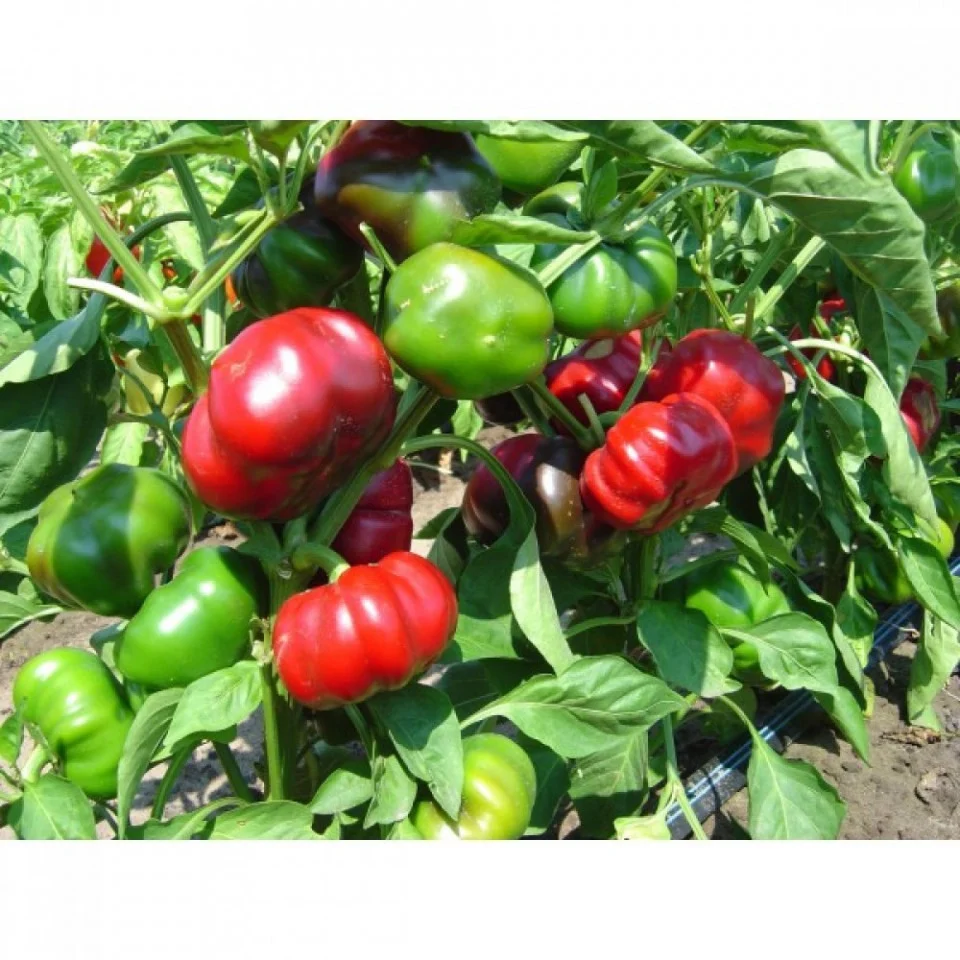 Seminte Ardei Greygo 0,5g Kertimag - Ardei tip Gogosar pentru Conserva [2]