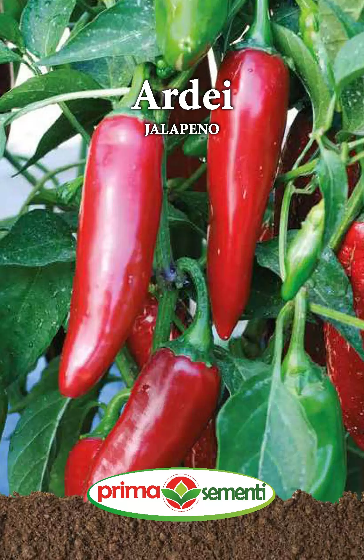 Seminte - Seminte Ardei Iute Jalapeno 0.7g - Soi Carnos cu Iuteala Moderata si Foarte Productiv