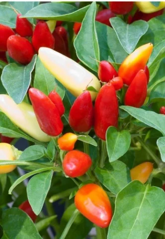 Seminte Ardei Iute Ornamental Little, Plic 0.2g, Planta Compacta pentru Ghiveci, Agrosem [1]