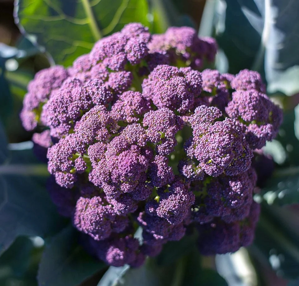 Seminte Broccoli Miranda 2g Kertimag - Soi Violet deosebit si Productiv [1]
