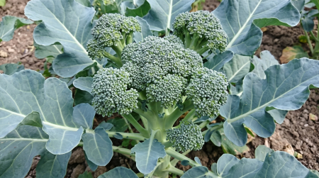 Seminte Brocoli Ramoso Calabrese 5g - Soi Traditional Italian Foarte Productiv si Bogat in Vitamine [1]