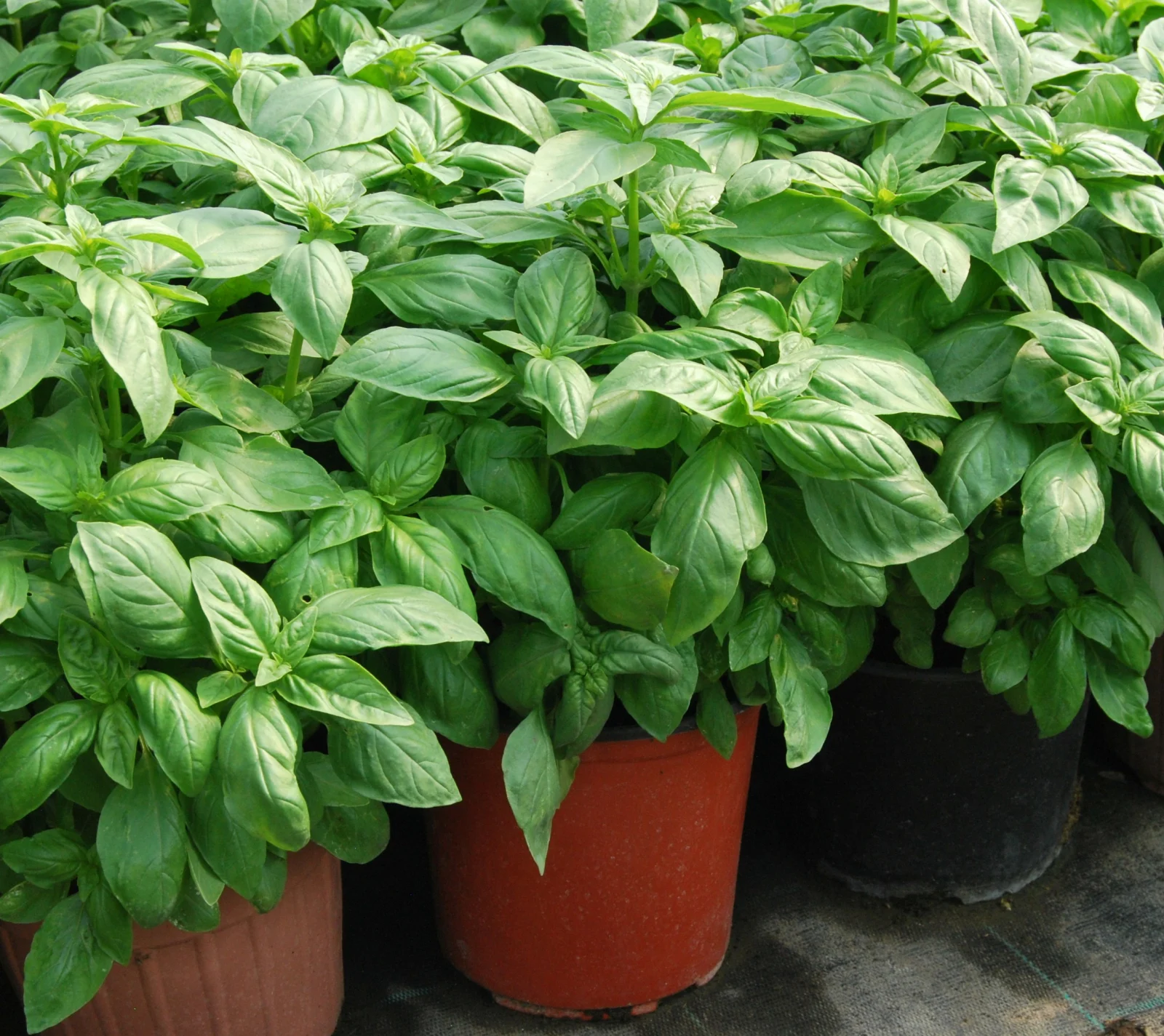 Seminte Busuioc Genovese 2g Kertimag - Soi Authentic Italian pentru Pesto [1]