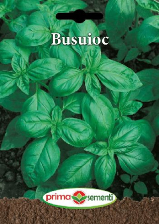 Seminte plante aromatice - Seminte Busuioc Genovese Prima Sementi 3g - Aromatic si Productiv