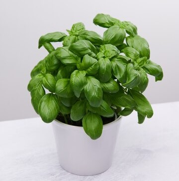 Seminte Busuioc pe Disc, Pachet 2 Discuri, Special pentru Cultivarea in Ghiveci, Kertimag [1]