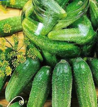 Seminte Castraveti Charlotte F1 50 seminte Kertimag - Hibrid Timpuriu tip Cornichon [3]