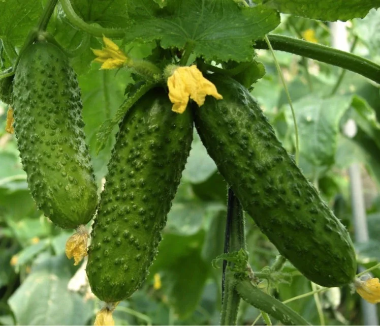 Seminte Castraveti Cornichon de Paris 2g Kertimag - Soi Traditonal pentru Muraturi Fine [1]