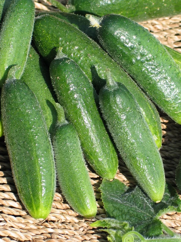 Seminte Castraveti Mohikan F1 1g Kertimag - Hibrid Productiv Rezistent la Boli [1]