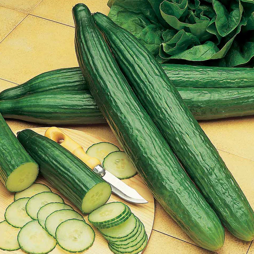 Seminte Castraveti Saturn F1 10 seminte Kertimag - Hibrid Cornichon Profesional [1]