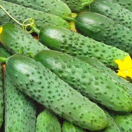 Seminte Castraveti Uborka IRA F1 Hybrid 5g Prima Sementi - Cornichon Rezistent [3]