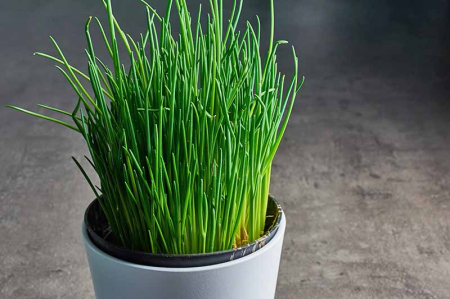 Seminte Ceapa de Tuns Chives 1g Kertimag - Planta Aromatica Perena [3]