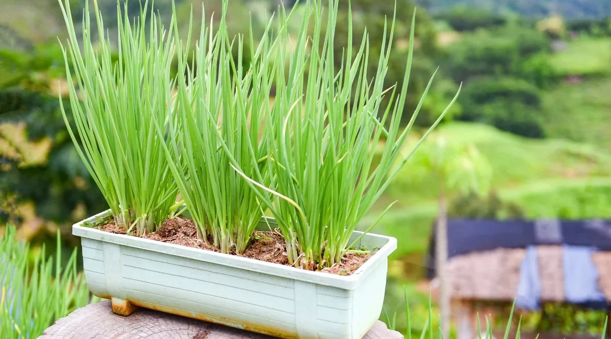 Seminte Ceapa de Tuns Chives 1g Kertimag - Planta Aromatica Perena [2]