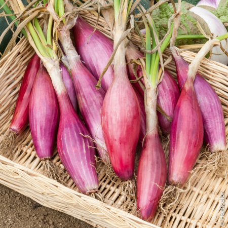 Seminte Ceapa Rosie Rossa Lunga di Firenze 2g Kertimag - Soi Italian Dulce si Alungit [2]