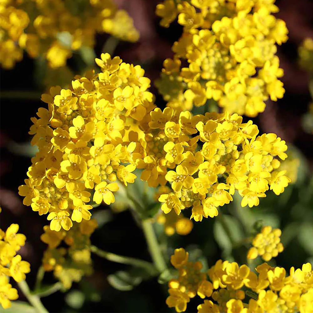 Seminte Ciucusoara Alyssum saxatile 0.25g Kertimag - Flori Galbene de Stancarie [1]