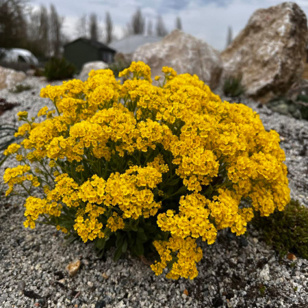 Seminte Ciucusoara Alyssum saxatile 0.25g Kertimag - Flori Galbene de Stancarie [2]