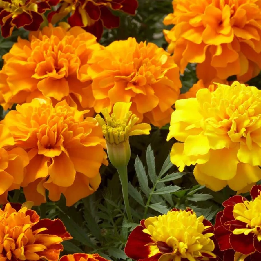 Seminte Craite cu Flori Mici (Tagetes tenuifolia) Amestec, 1 g, Kertimag [3]