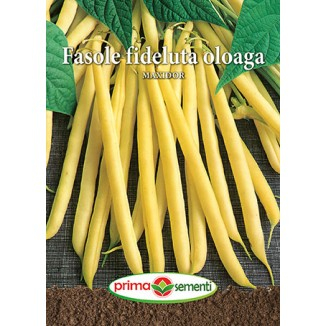 Seminte legume - Seminte de Fasole Oloaga Maxidor 50g Prima Sementi, Fasole Galbena Pitica Fara Ate