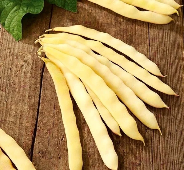 Seminte de Fasole Urcatoare Goldmarie 70g, Fasole Galbena Lata Profesionala pentru Palisat [1]