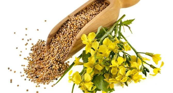 Seminte de Mustar Alb Kertimag 1kg - Ingrasamant Verde si Uz Alimentar [3]