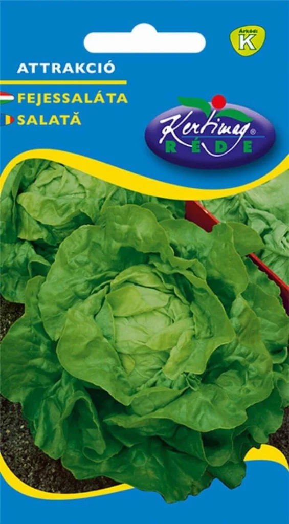 Seminte legume - Seminte de Salata Attrakció
