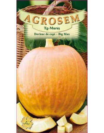 Seminte dovlecel / dovleac - Seminte Dovleac de copt Big Max 1.5g Agrosem - Dovleac Gigant pentru Placinte