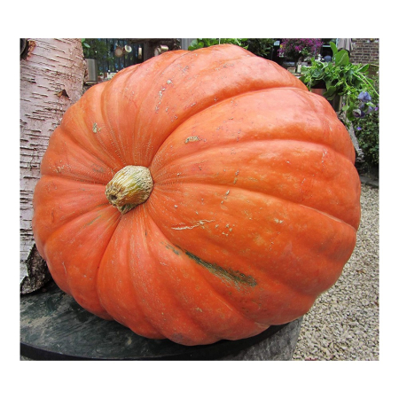 Seminte Dovleac de copt Big Max 1.5g Agrosem - Dovleac Gigant pentru Placinte [2]