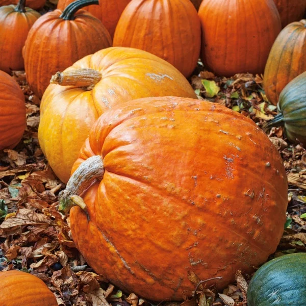 Seminte Dovleac de copt Big Max 1.5g Agrosem - Dovleac Gigant pentru Placinte [1]