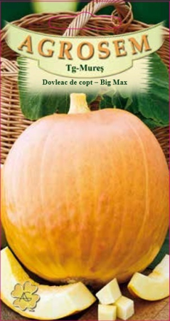 Seminte - Seminte Dovleac de Copt Big Max 8g Agrosem - Fructe Uriase si Pulpa Dulce