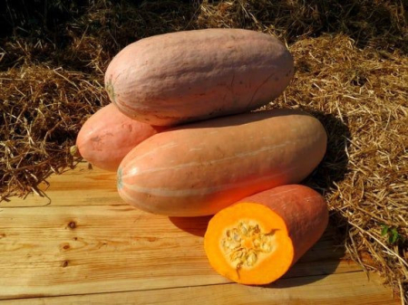 Seminte Dovleac de copt Pink Banana Jumbo 1.5g Agrosem - Dovleac Urias Roz [2]