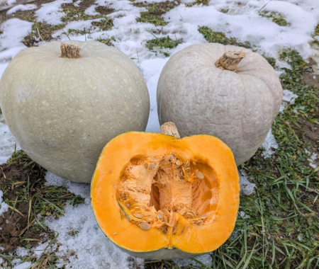 Seminte Dovleac de Copt Teli Parazs, Plic 3g, Pulpa Portocalie Dulce si Cremoasa, Kertimag [1]