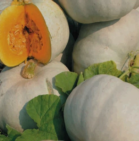 Seminte Dovleac de Copt Tudor 6g Agrosem - Soi Romanesc Dulce si Aromat [1]