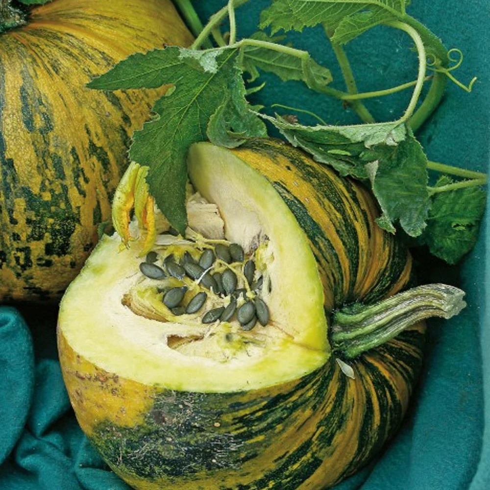 Seminte Dovleac de Ulei Olga 2g Kertimag - Seminte Fara Coaja pentru Consum si Ulei [2]