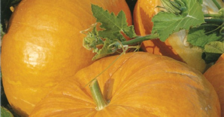 Seminte Dovleac Furajer Gigant Sarga Orias (Gele Reuzen) 8g Kertimag [2]