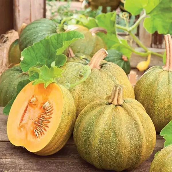 Seminte Dovleac pentru seminte Danka Polka 1.5g Agrosem - Soiul Ideal pentru Miez [1]