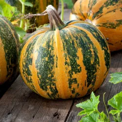 Seminte Dovleac pentru Seminte, Pachet 6 Seminte Golete, Kertimag [1]