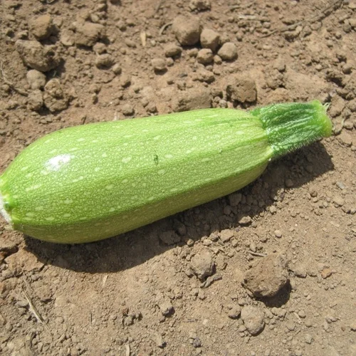 Seminte Dovlecel Clarita F1 Hybrid 3.5g Prima Sementi - Productiv si Rezistent [3]