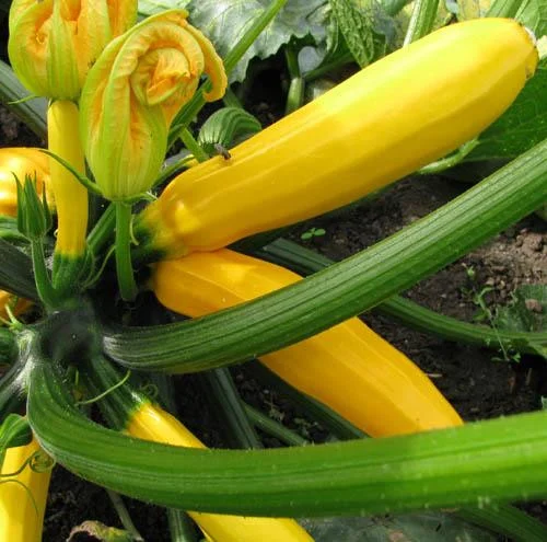Seminte Dovlecel Zucchini Golden F1 1.5g Agrosem - Dovlecel Galben-Auriu Productiv [2]