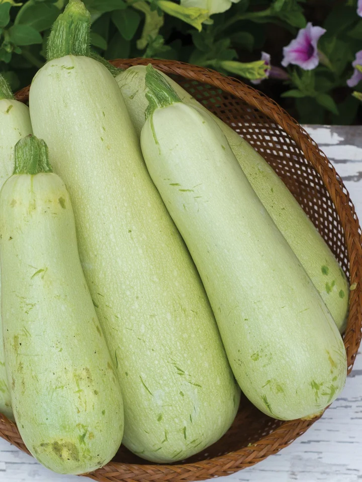 Seminte Dovlecel Zucchini Greta F1 1.5g Agrosem - Hibrid Timpuriu si Productiv [3]