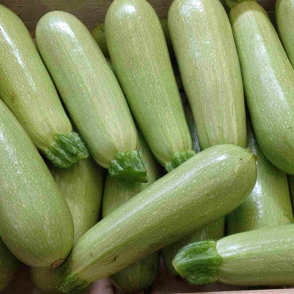 Seminte Dovlecel Zucchini Greta F1 1.5g Agrosem - Hibrid Timpuriu si Productiv [1]