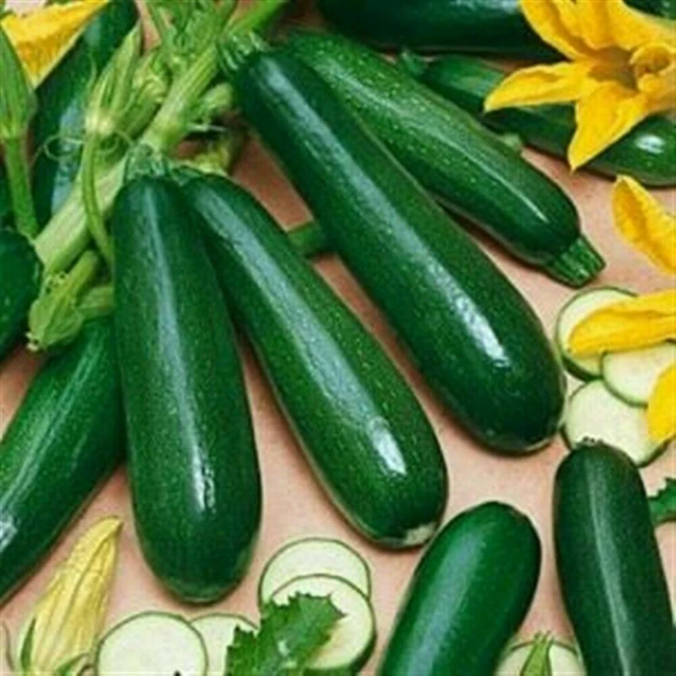 Seminte Dovlecel Zucchini Nero di Milano 15g Prima Sementi - Zucchini Verde Inchis [2]