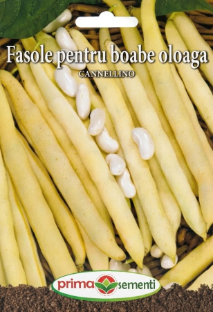 Seminte - Seminte Fasole Boabe Oloaga Cannellino 15g - Soi Alb Pitic