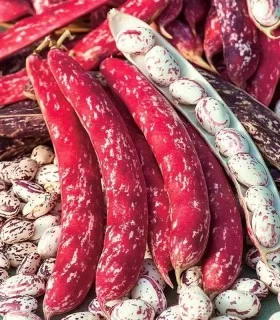 Seminte Fasole Borlotto Lingua di Fuoco 2, 50 g, Kertimag, Soi Pitic (Oloaga) Pestrit [2]