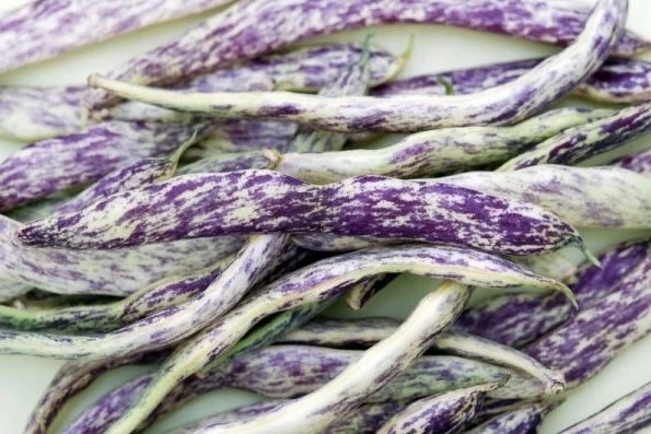 Seminte Fasole Galbena Oloaga Merveille de Piemonte 100g - Soi Bicolor Lat Fara Ate [2]