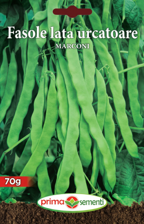 Seminte - Seminte Fasole Lata Urcatoare Marconi 70g - Soi Productiv