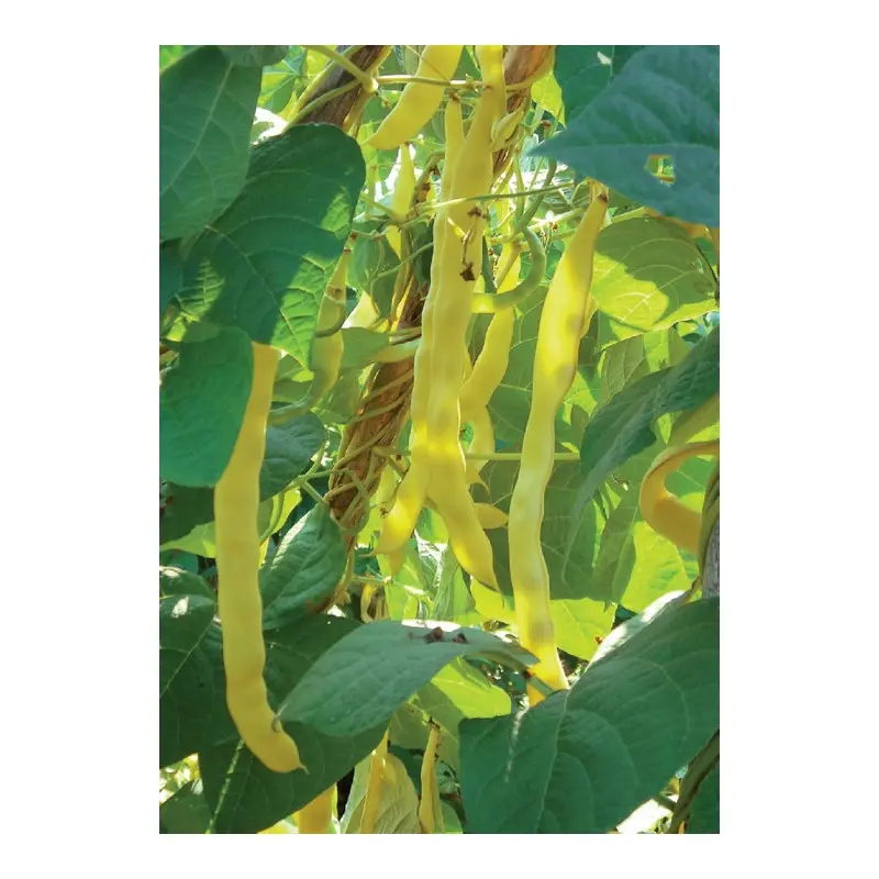 Seminte Fasole Lata Urcatoare Meraviglia di Venezia, Pachet 80g, Fasole Galbena Frageda, Agrosem [2]